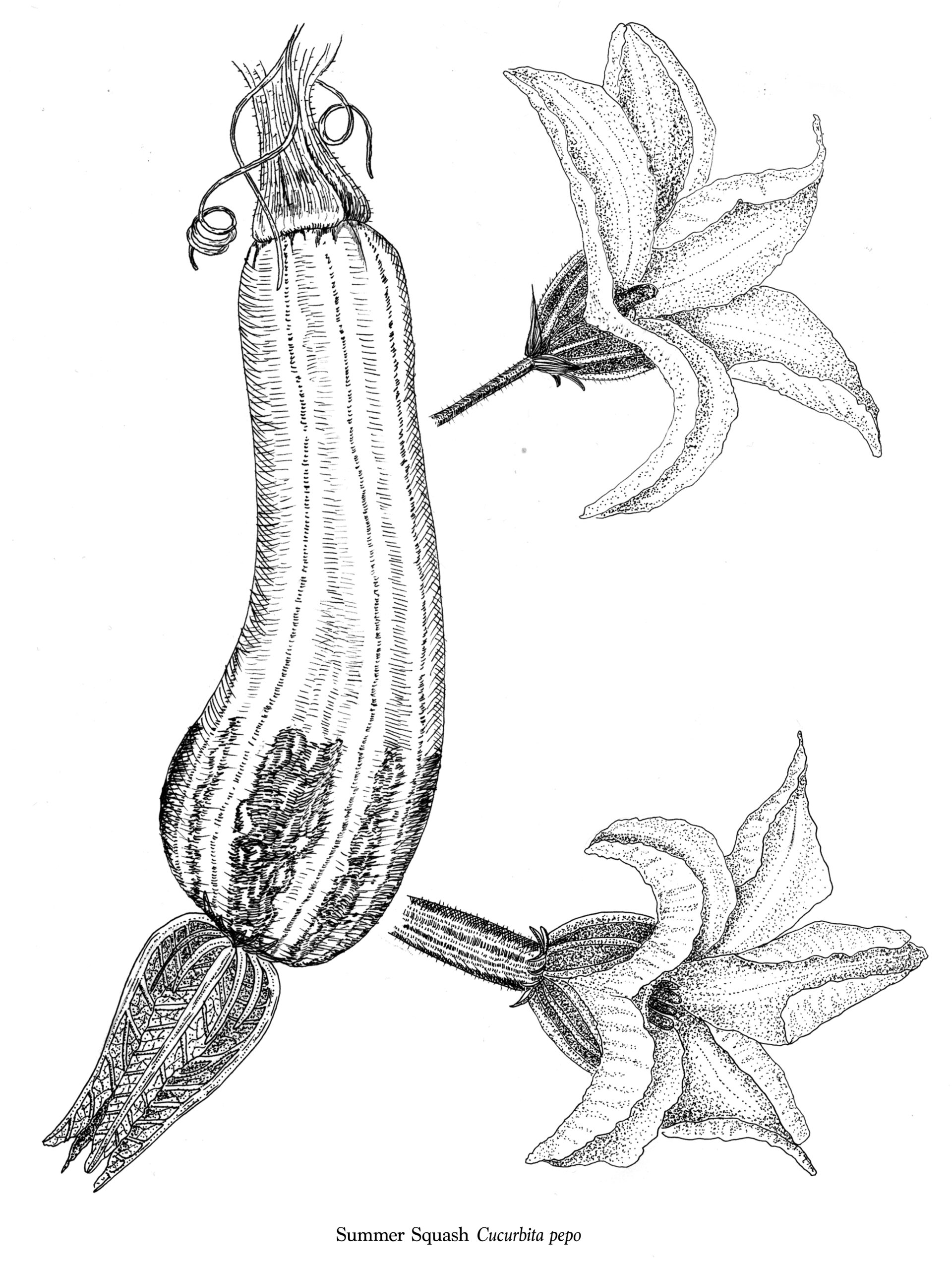 botanical_illustrations