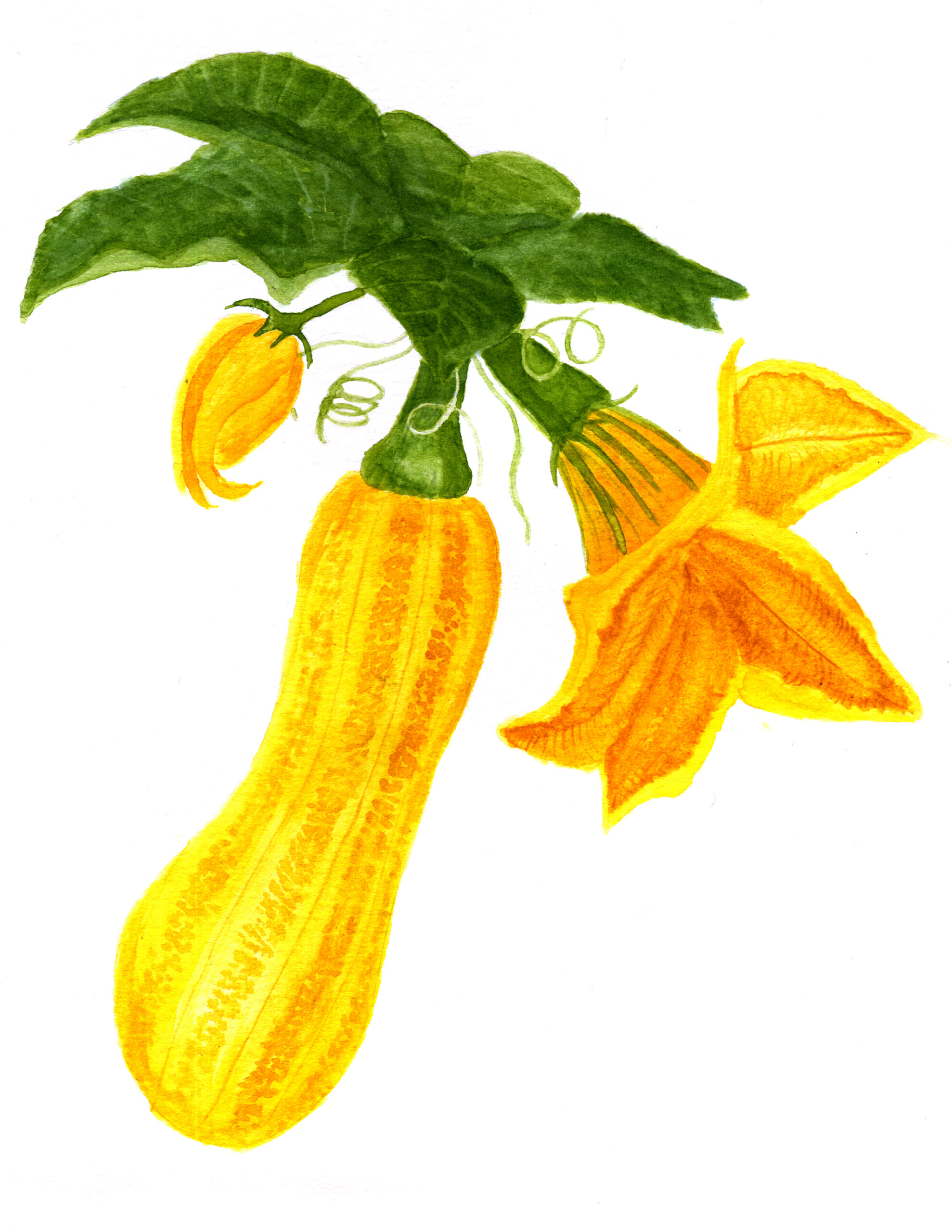 squash-watercolor